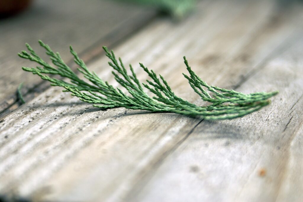 ヒノキのダイニングテーブルの魅力を探る！リラックス効果に抗菌効果まで備えたコスパ最高なヒノキの無垢材