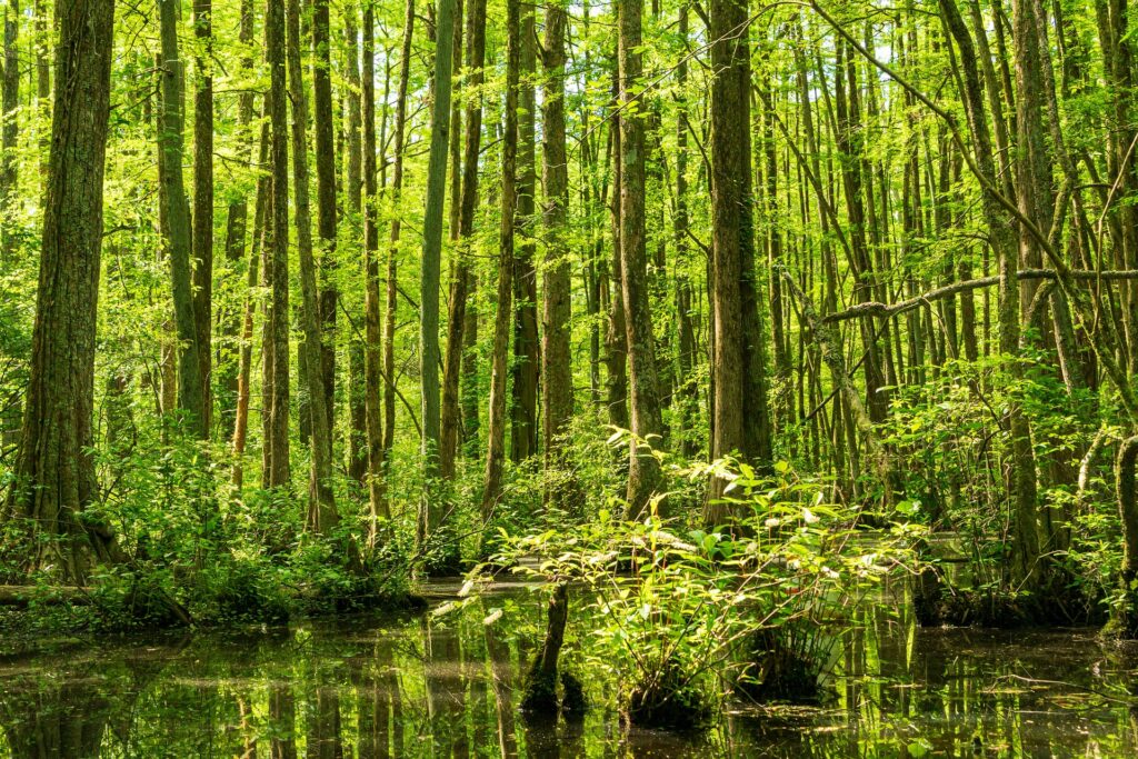 ヒノキのダイニングテーブルの魅力を探る！リラックス効果に抗菌効果まで備えたコスパ最高なヒノキの無垢材